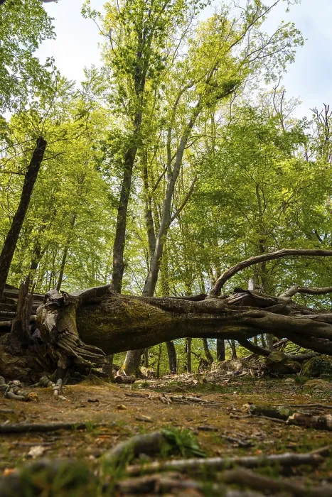Gerahmter Druck : Weg im Wald, Baskenland Gerahmter Druck : Weg im Wald, Baskenland