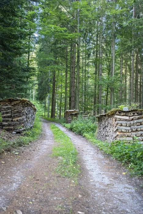 Gerahmter Druck : Weg durch den Wald mit gestapeltem Holz. Gerahmter Druck : Weg durch den Wald mit gestapeltem Holz.