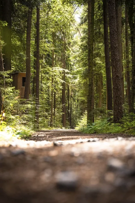 Gerahmter Druck : Weg im Wald bei Sonnenlicht. Gerahmter Druck : Weg im Wald bei Sonnenlicht.