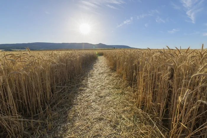 Gerahmter Druck : Pfad durch Getreidefeld mit Sonne. Gerahmter Druck : Pfad durch Getreidefeld mit Sonne.