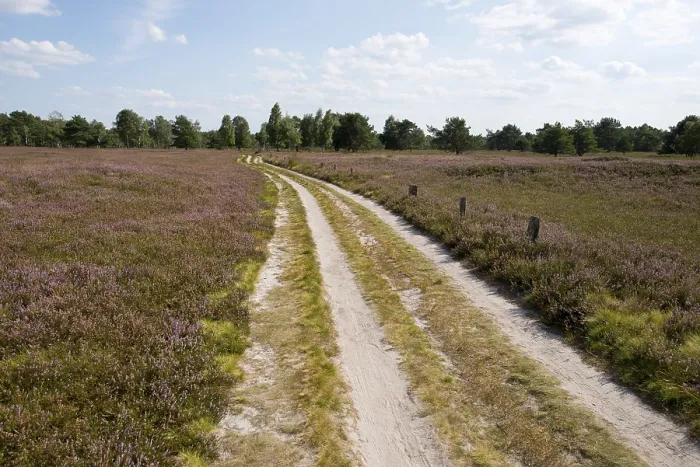 Gerahmter Druck : Weg durch Heidelandschaft, Schneverdingen. Gerahmter Druck : Weg durch Heidelandschaft, Schneverdingen.