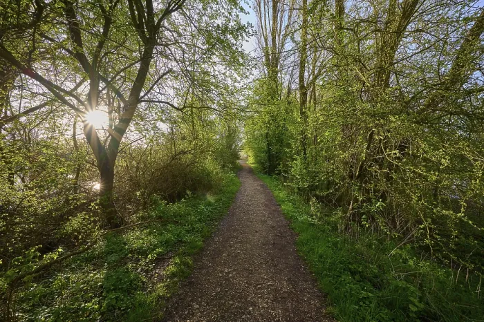 Gerahmter Druck : Weg, Hecke, Sonne, Morgen, Frühling