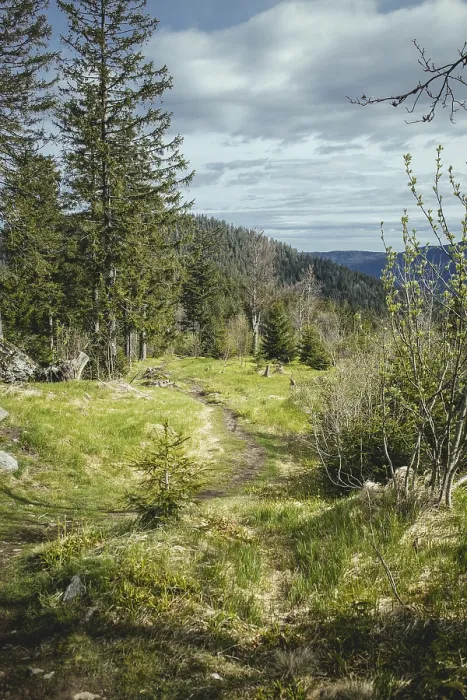 Gerahmter Druck : Weg nach Heugstatt, Bayerischer Wald. Gerahmter Druck : Weg nach Heugstatt, Bayerischer Wald.