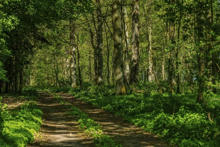 Gerahmter Druck : Ein Pfad führt durch einen grünen Wald. Gerahmter Druck : Ein Pfad führt durch einen grünen Wald.