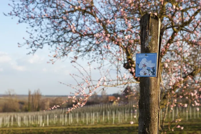 Gerahmter Druck : Pfadmarkierung am Pfalzer Mandelpfad in Siebeldingen, Südpfalz Gerahmter Druck : Pfadmarkierung am Pfalzer Mandelpfad in Siebeldingen, Südpfalz