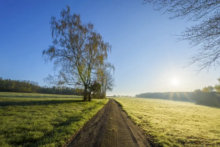 Gerahmter Druck : Weg durch Wiese mit Morgensonne. Gerahmter Druck : Weg durch Wiese mit Morgensonne.