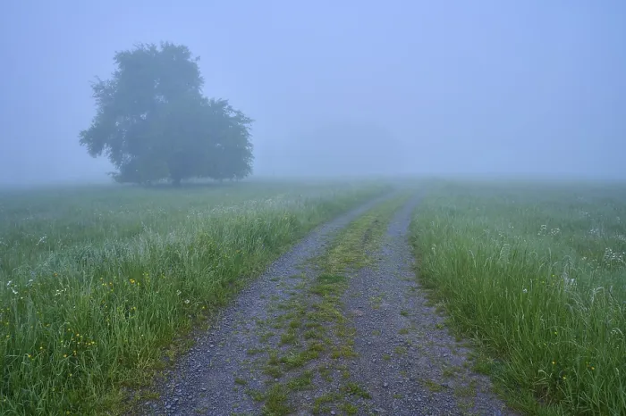 Gerahmter Druck : Weg, Wiese, Baum, Nebel, Wolken Gerahmter Druck : Weg, Wiese, Baum, Nebel, Wolken