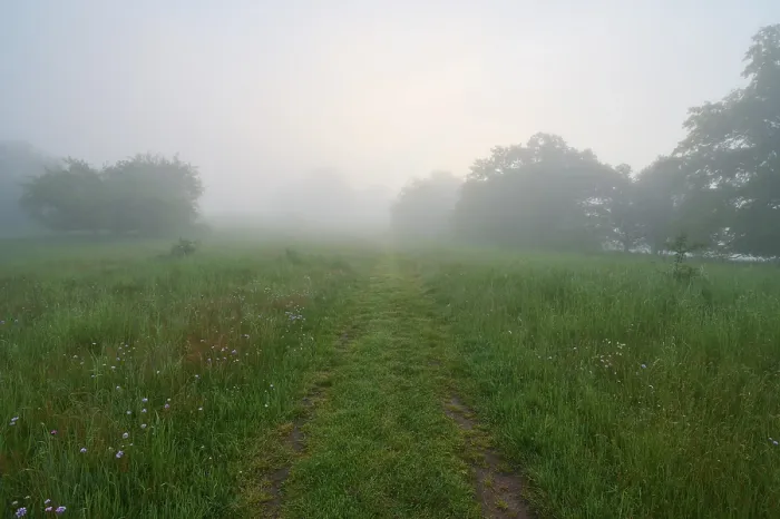Gerahmter Druck : Weg, Wiese, Bäume, Nebel, Wolken Gerahmter Druck : Weg, Wiese, Bäume, Nebel, Wolken