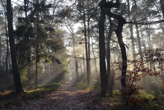 Gerahmter Druck : Wanderweg durch einen nebeligen Mischwald im Herbst. Gerahmter Druck : Wanderweg durch einen nebeligen Mischwald im Herbst.