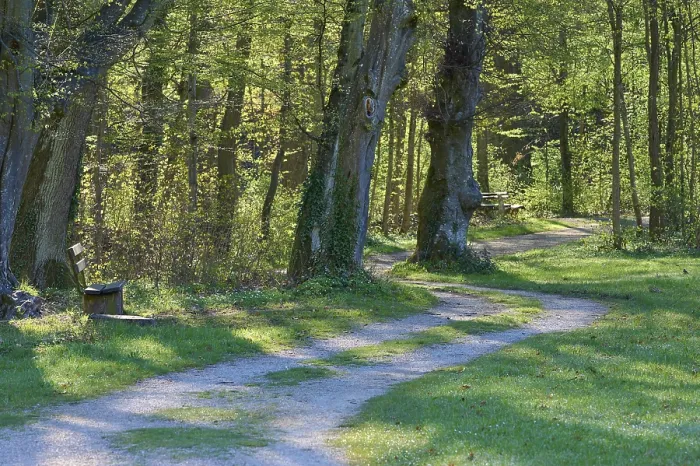Gerahmter Druck : Weg, Park, Bank, Wald, Quelle