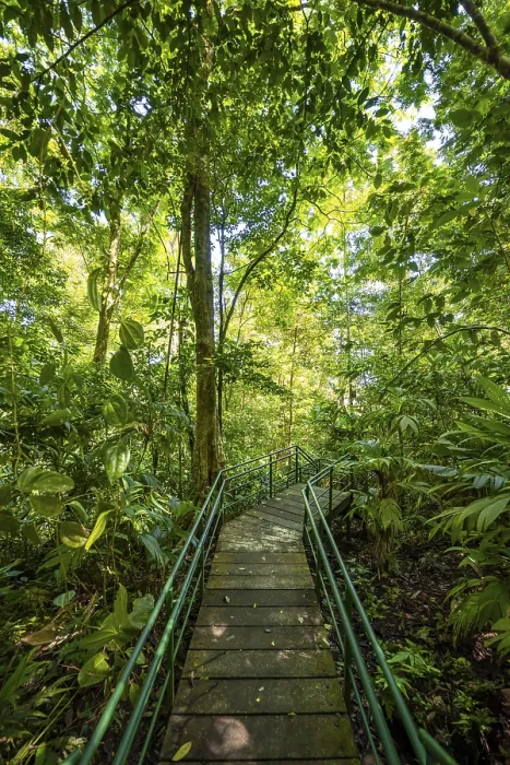 Gerahmter Druck : Weg im Regenwald, dichte Vegetation. Gerahmter Druck : Weg im Regenwald, dichte Vegetation.