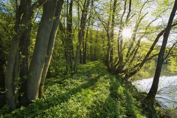 Gerahmter Druck : Weg am Ufer eines Flusses im Frühling mit Sonne. Gerahmter Druck : Weg am Ufer eines Flusses im Frühling mit Sonne.