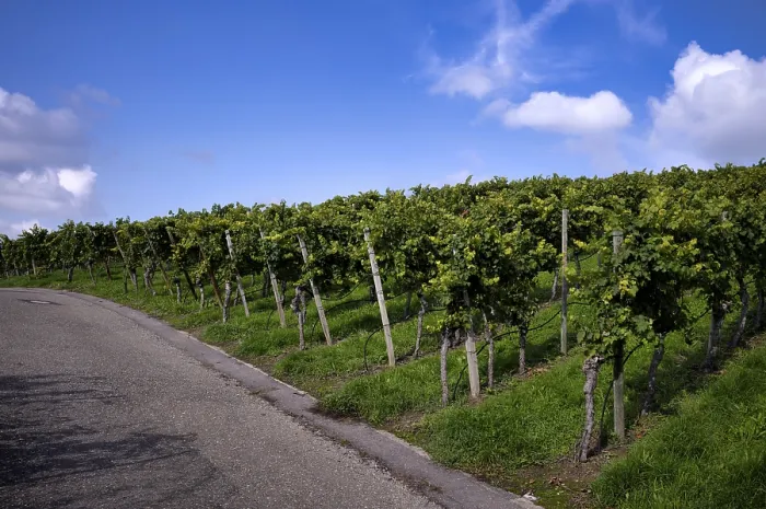 Gerahmter Druck : Weg, Straße, durch Weinberg, Reben. Gerahmter Druck : Weg, Straße, durch Weinberg, Reben.