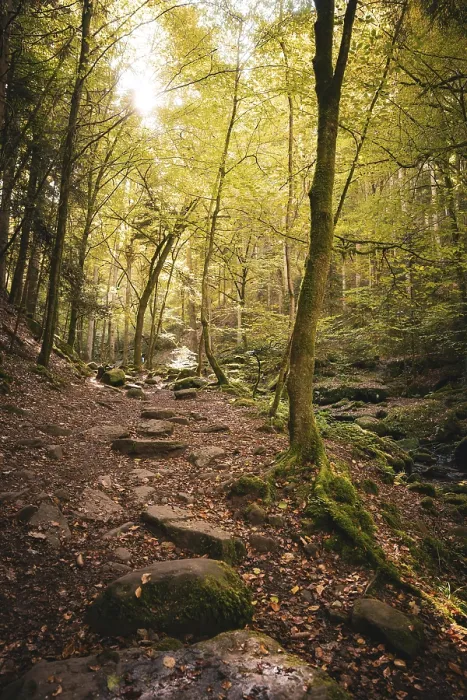 Gerahmter Druck : Weg entlang eines kleinen Baches im Herbstwald. Gerahmter Druck : Weg entlang eines kleinen Baches im Herbstwald.