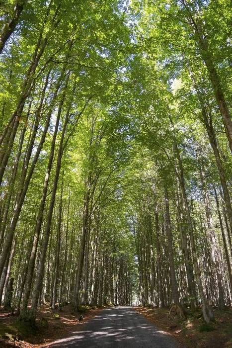 Gerahmter Druck : Weg und Bäume in Šumava Gerahmter Druck : Weg und Bäume in Šumava