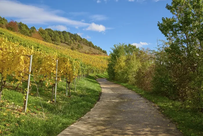 Gerahmter Druck : Weg, Weinberg, Herbstfarben. Gerahmter Druck : Weg, Weinberg, Herbstfarben.