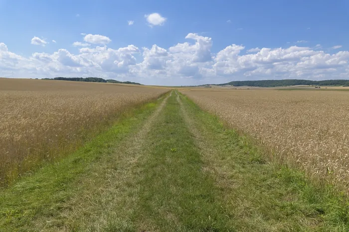 Gerahmter Druck : Pfad durch ein Weizenfeld im Sommer. Gerahmter Druck : Pfad durch ein Weizenfeld im Sommer.