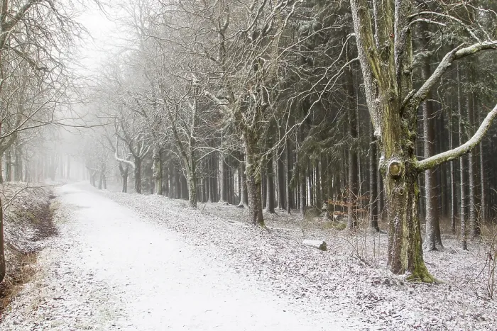 Gerahmter Druck : Wanderweg durch einen Winterwald, Hessen, Deutschland. Gerahmter Druck : Wanderweg durch einen Winterwald, Hessen, Deutschland.