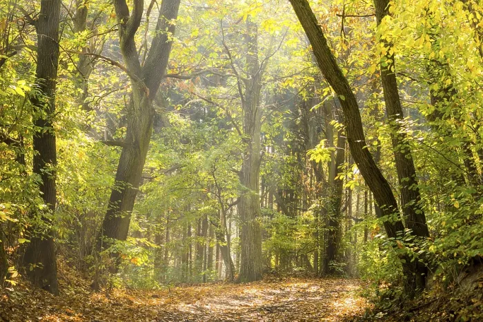 Gerahmter Druck : Weg im Herbstwald Gerahmter Druck : Weg im Herbstwald