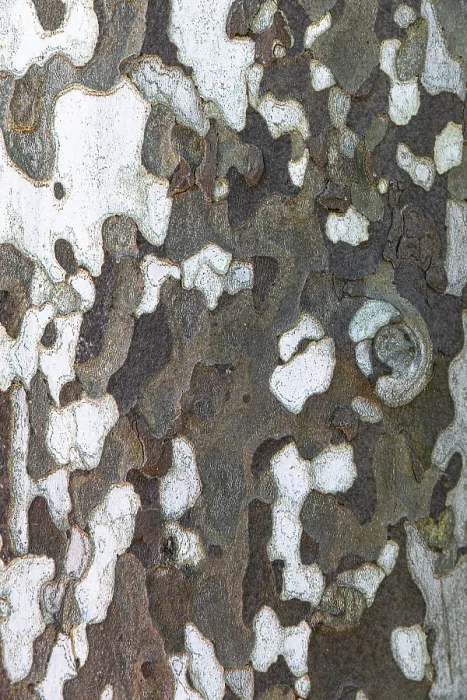 Gerahmter Druck : Musterbark eines Platanebaums. Gerahmter Druck : Musterbark eines Platanebaums.