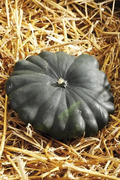 Gerahmter Druck : Pattypan-Kürbis auf einem Bett Stroh. Gerahmter Druck : Pattypan-Kürbis auf einem Bett Stroh.
