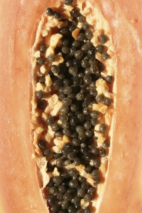 Gerahmter Druck : Pawpaw Gerahmter Druck : Pawpaw