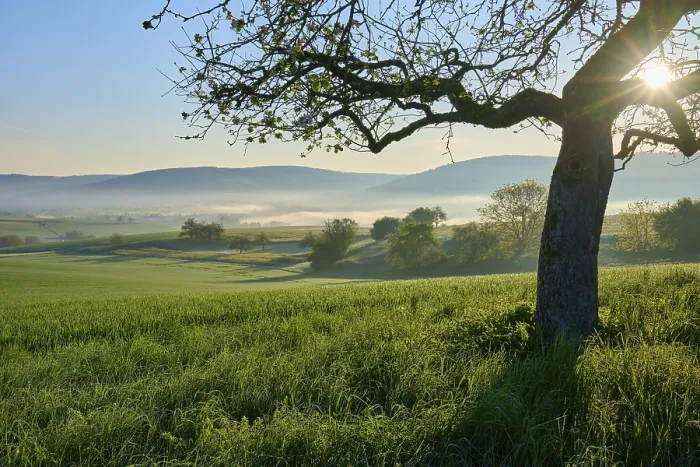 Gerahmter Druck : Ein friedliches Landschaft mit grünen Feldern.