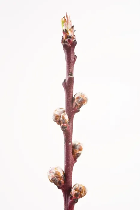 Gerahmter Druck : Pflaumenbaum-Spross im Frühling (Prunus persica) Gerahmter Druck : Pflaumenbaum-Spross im Frühling (Prunus persica)