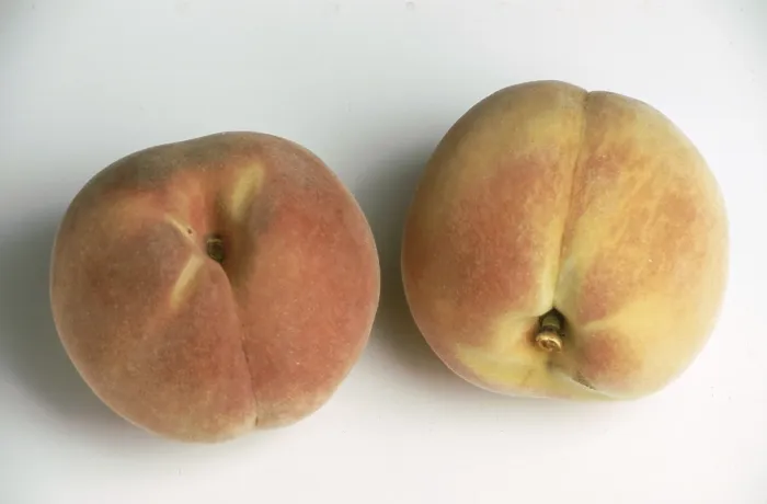 Gerahmter Druck : Peaches Gerahmter Druck : Peaches