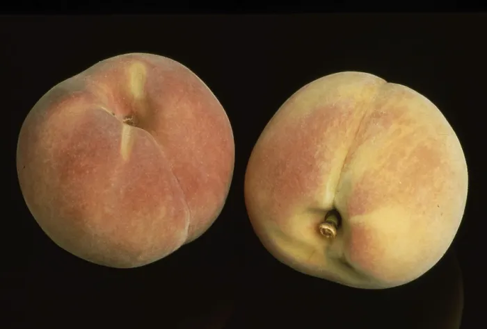 Gerahmter Druck : Peaches Gerahmter Druck : Peaches