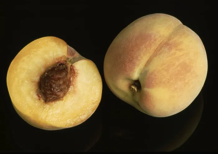 Gerahmter Druck : Peaches Gerahmter Druck : Peaches