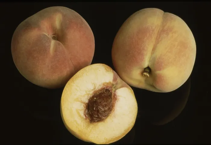 Gerahmter Druck : Peaches Gerahmter Druck : Peaches