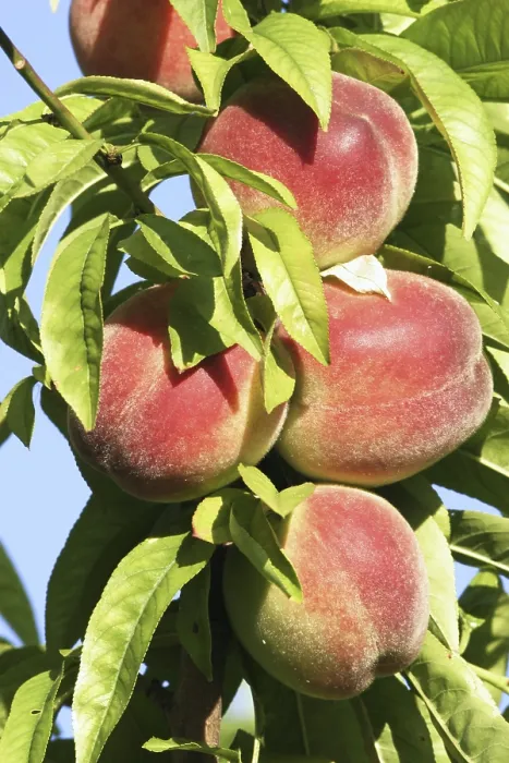 Gerahmter Druck : Pfirsiche auf dem Baum Gerahmter Druck : Pfirsiche auf dem Baum