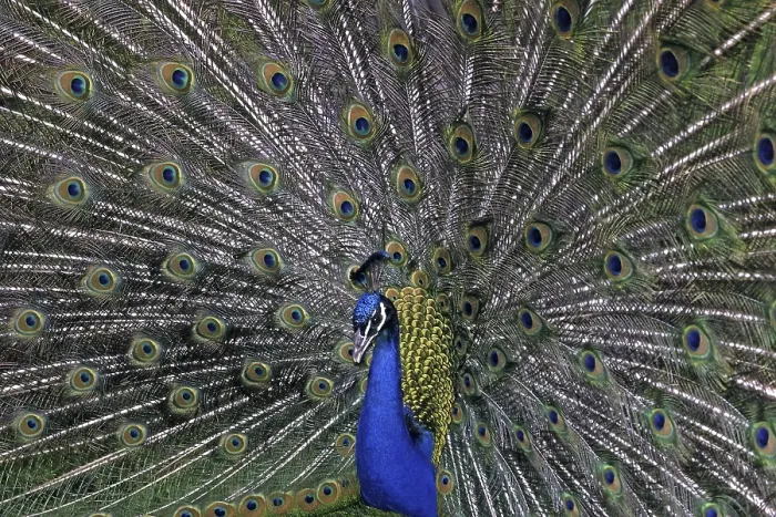 Gerahmter Druck : Peacock Gerahmter Druck : Peacock