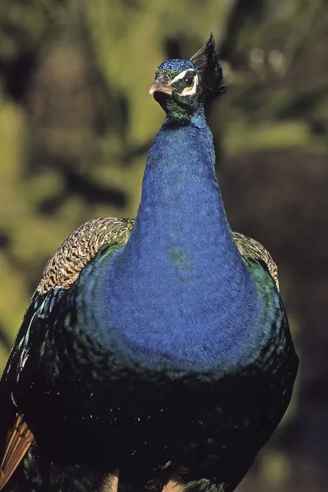 Gerahmter Druck : Peacock Gerahmter Druck : Peacock