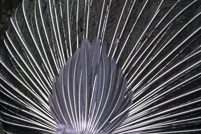 Gerahmter Druck : Peacocks Feder von hinten Gerahmter Druck : Peacocks Feder von hinten