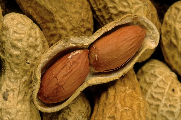 Gerahmter Druck : Peanut Gerahmter Druck : Peanut