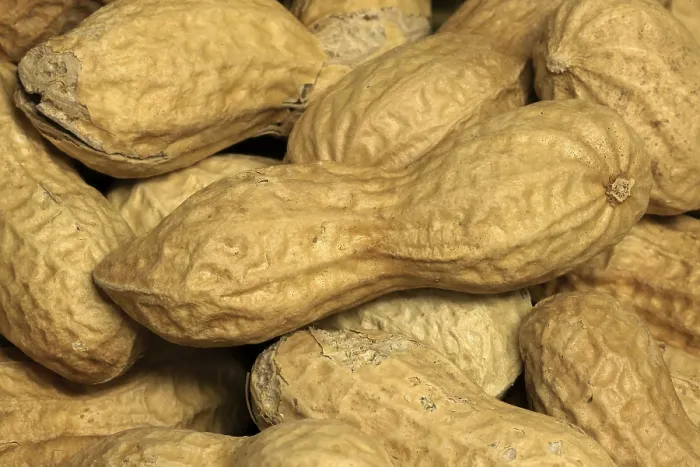 Gerahmter Druck : Erdnuss (Arachis hypogaea), Frucht. Gerahmter Druck : Erdnuss (Arachis hypogaea), Frucht.