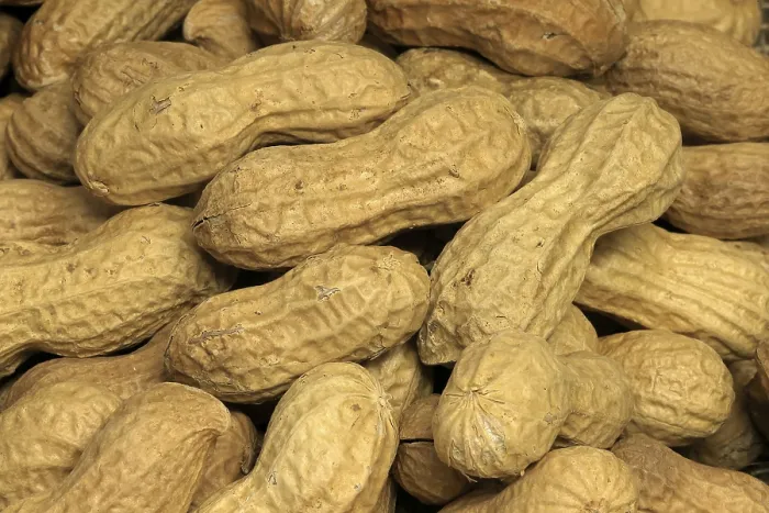 Gerahmter Druck : Süßkartoffel (Arachis hypogaea), Frucht, Hülle aufweisend Gerahmter Druck : Süßkartoffel (Arachis hypogaea), Frucht, Hülle aufweisend