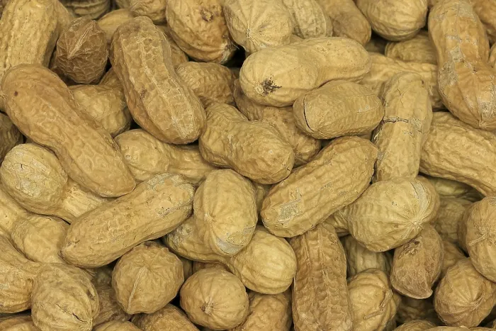 Gerahmter Druck : Erdnuss (Arachis hypogaea), Frucht. Gerahmter Druck : Erdnuss (Arachis hypogaea), Frucht.