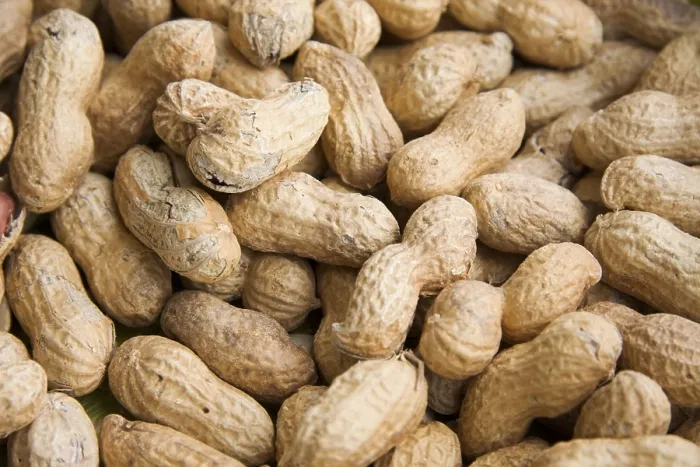 Gerahmter Druck : Erdnüsse oder Erdmandeln (Arachis hypogaea)