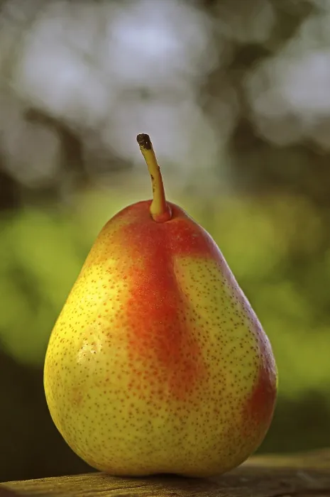 Gerahmter Druck : Pear Gerahmter Druck : Pear