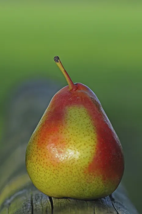 Gerahmter Druck : Pear Gerahmter Druck : Pear