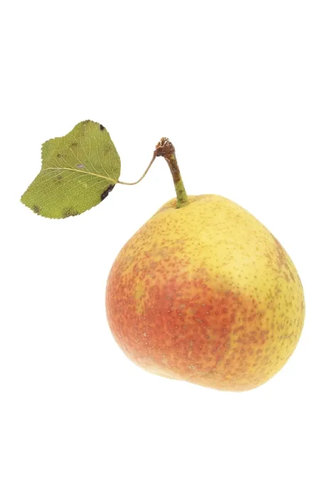 Gerahmter Druck : Pear Gerahmter Druck : Pear