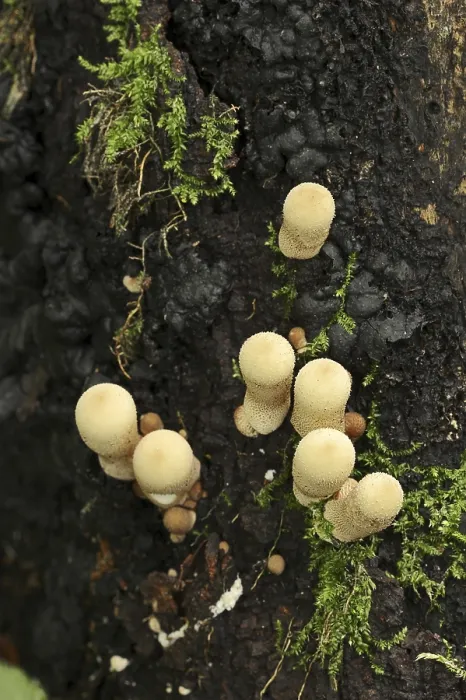 Gerahmter Druck : Birnenstaubling oder Birnenbovist (Apioperdon pyriforme) Gerahmter Druck : Birnenstaubling oder Birnenbovist (Apioperdon pyriforme)