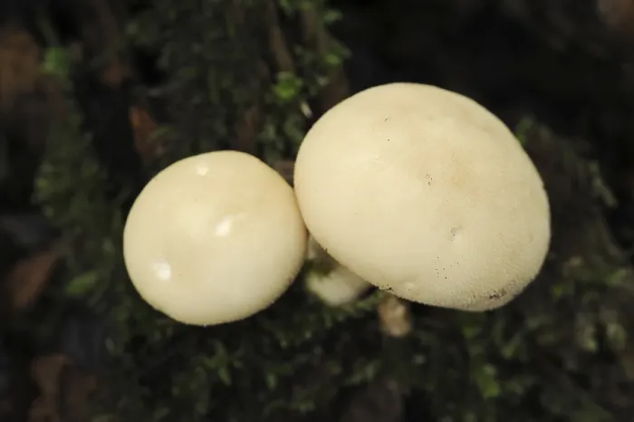 Gerahmter Druck : Birnenstaubling (Apioperdon pyriforme) Gerahmter Druck : Birnenstaubling (Apioperdon pyriforme)