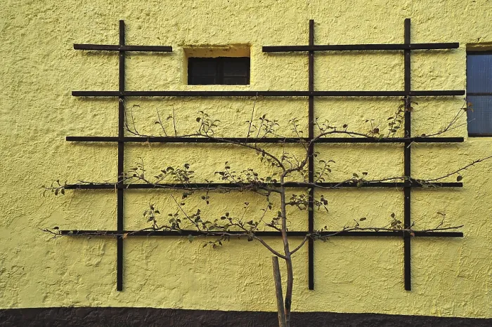 Gerahmter Druck : Birne, Espalierobst an einer Scheunenwand. Gerahmter Druck : Birne, Espalierobst an einer Scheunenwand.