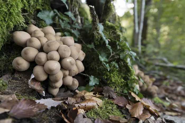 Gerahmter Druck : Baumwurzel (Apioperdon pyriforme) auf totem Holz. Gerahmter Druck : Baumwurzel (Apioperdon pyriforme) auf totem Holz.