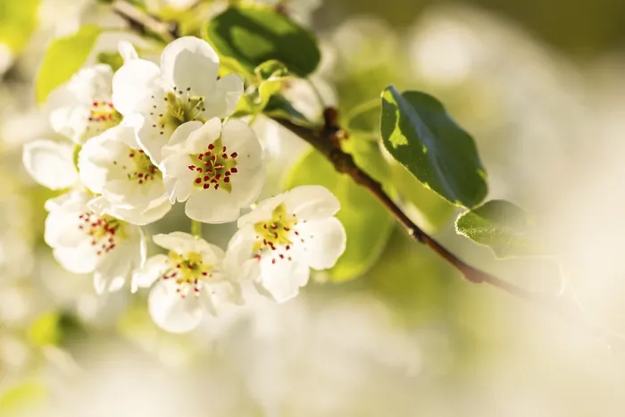Gerahmter Druck : Blüten von Pflaumenbaum (Pyrus), Detail. Gerahmter Druck : Blüten von Pflaumenbaum (Pyrus), Detail.