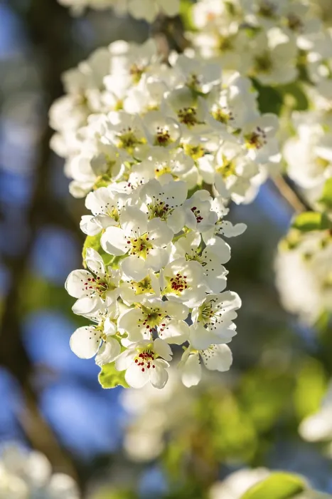 Gerahmter Druck : Baumblüte der Pflaume (Pyrus), Detail. Gerahmter Druck : Baumblüte der Pflaume (Pyrus), Detail.